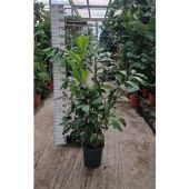 Кариота Буш d30 см h160 см