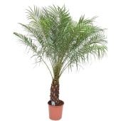 Финик Робелини d30 см h185 см Финик Робелини d30 см h185 см