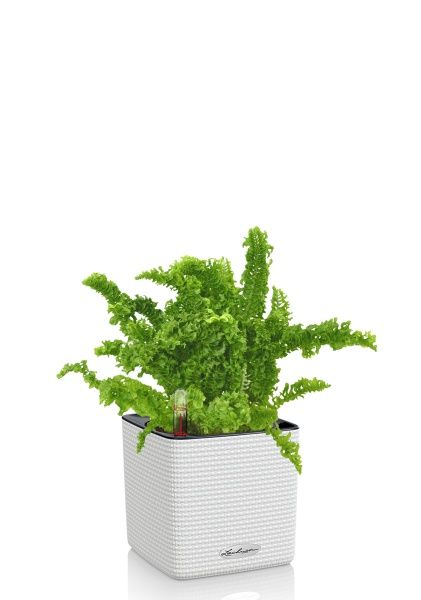 Папоротник Нефролепис Возвышенный в CUBE COLOR 14 Папоротник Нефролепис Возвышенный в CUBE COLOR 14