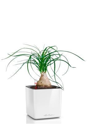 Нолина на стволе 12/35 в CUBE GLOSSY 14, белый блестящий 