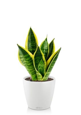 Сансевиерия Футура Суперба 14/40 см в CLASSICO COLOR 18, белый