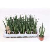 Сансевиерия Микадо d6 см h20 см Сансевиерия Микадо d6 см h20 см