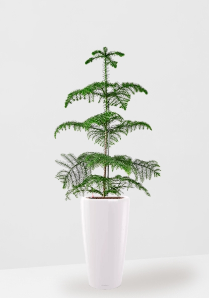 Араукария гетерофилла 24/110 в RONDO 32