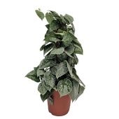 Сциндапсус Сильвер Энн d15 см h50 см