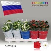 Каланхоэ Calandiva микс d10.5 см h23 см тип 3