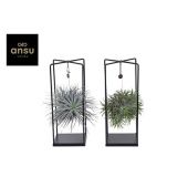 Тилландсия Cube Mix (large) d20 см h35 см