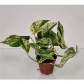 Эпипремнум Пиннатум Марбл Квин d8.5 см h10 см Эпипремнум Пиннатум Марбл Квин d8.5 см h10 см