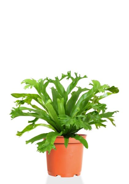 Асплениум Нидус Крисси 12/30