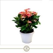 Антуриум Ливиум красный d30 см h60 см Антуриум Ливиум красный d30 см h60 см