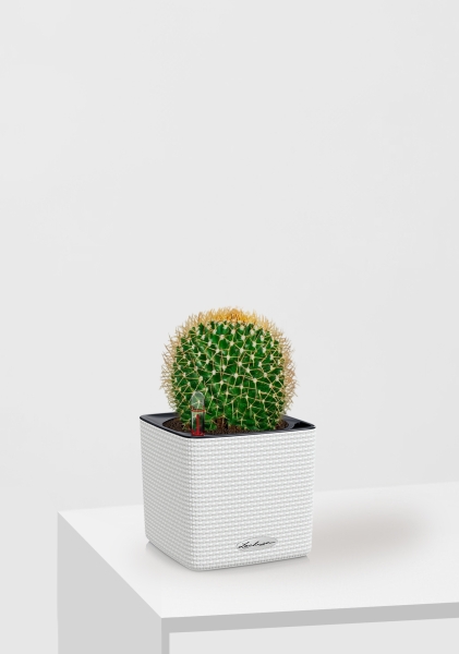 Кактус Маммиллярия Полителе 12/20 см в CUBE COLOR 14