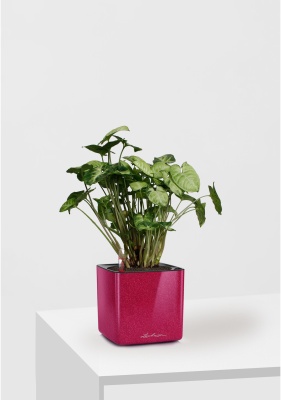 Сингониум Пикси 12/20 см в CUBE GLOSSY KISS 14