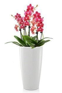 Орхидея, розовый микс RONDO 32 /110 см, белый блестящий Орхидея, розовый микс RONDO 32 /110 см, белый блестящий
