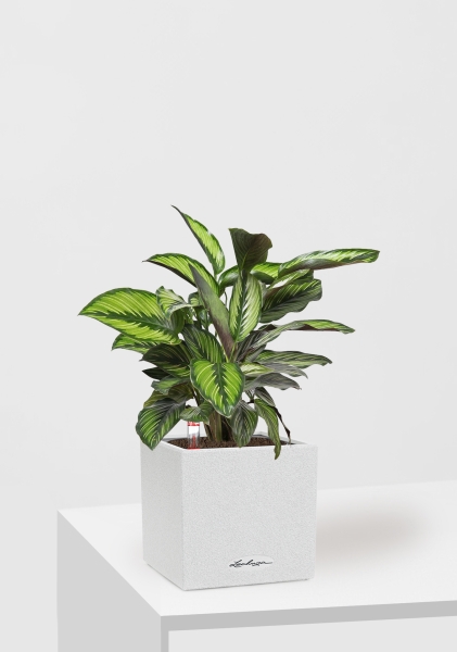 Калатея Принцепс в CANTO STONE 14