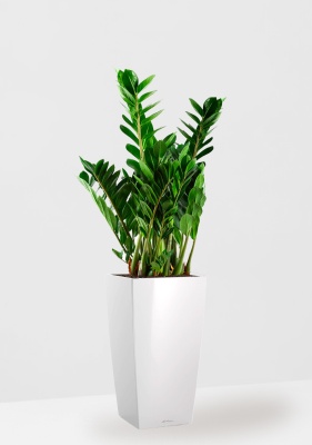 Замиокулькас 21/80 см в CUBICO 30, белый блестящий Замиокулькас 21/80 см в CUBICO 30, белый блестящий