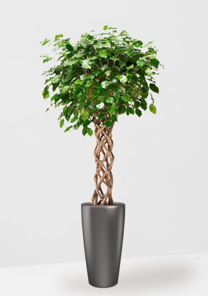 Фикус Бенджамина цилиндр 24/100 в RONDO 32