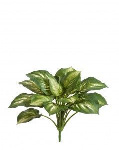 Хоста бело-зелёная большая