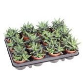 Хавортия Enon d8.5 см h12.5 см