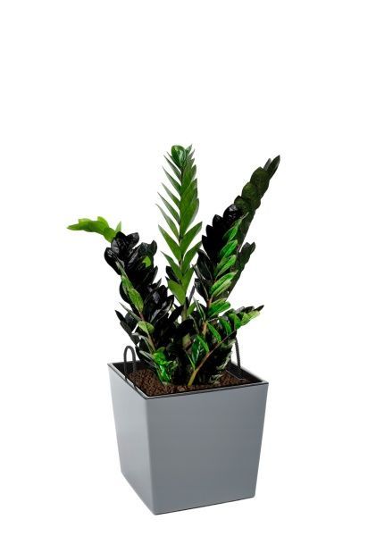 Замиокулькас Равен 15/50 см в LAMELA Juka 19x19