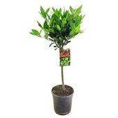 Лавр Нобилис d21 см h85 см