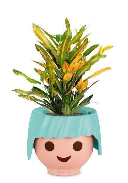 Кротон Санни в OJO Кротон Санни в OJO