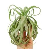 Тилландсия Streptophylla d8 см h15 см