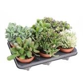 Крассула денежное дерево микс d12 см h20 см тип 2