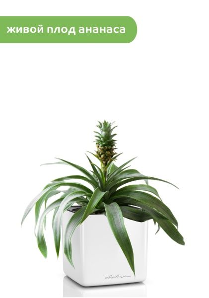 Ананас в CUBE GLOSSY 14