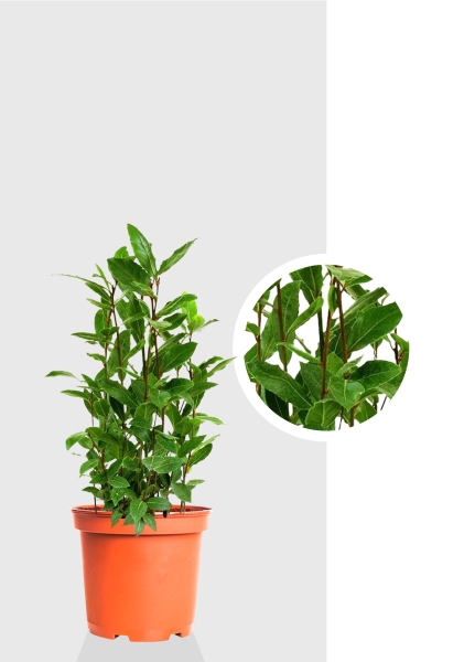 Лавр куст 15/35 см