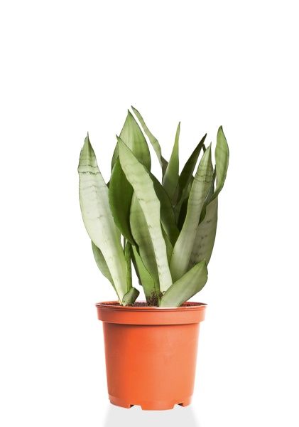 Сансевиерия Муншайн 14/45 см