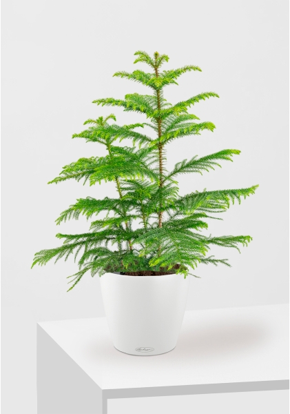 Араукария 19/90 см в CLASSICO COLOR 28