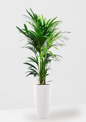 Ховея Кентия 27/160 см в RONDO 32, белый блестящий 