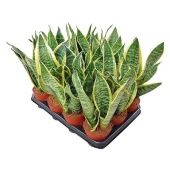 Сансевиерия Trifasciata d10 см h15 см