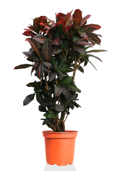 Кротон (Кодиеум) Петра 31/130 см