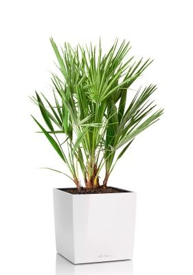 Хамеропс в CUBE 40, белый блестящий