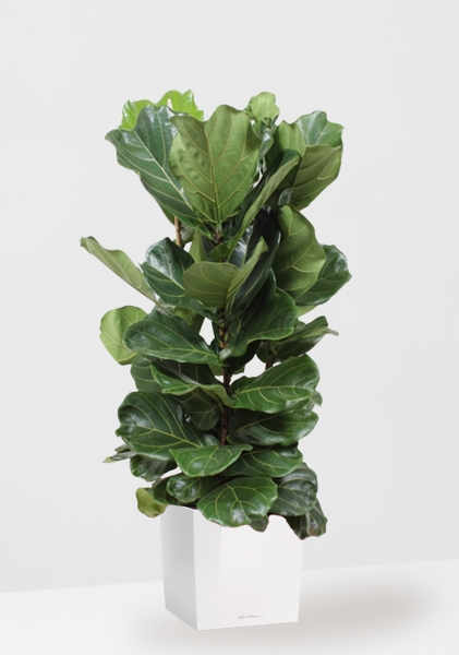 Фикус Лирата 3 ствола Эксклюзив 40/180 см в CUBE 50