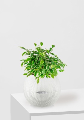 Фикус Бенджамина Кинки Пестрый 12/30 см в PURO 20, белый