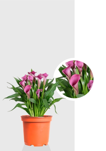 Калла микс 12/35 см