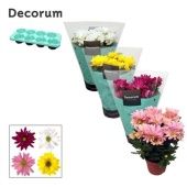 Хризантема Маргарита микс (decorum) d13 см h25 см