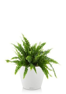 Папоротник Нефролепис Грин Леди 17/45 см в CLASSICO COLOR 18, белый Папоротник Нефролепис Грин Леди 17/45 см в CLASSICO COLOR 18, белый