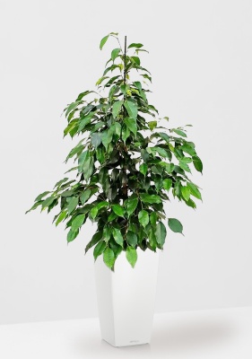 Фикус Бенджамина Экзотика 27/150 см в CUBICO COLOR 30 Фикус Бенджамина Экзотика 27/150 см в CUBICO COLOR 30
