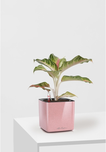 Аглаонема Айкетчер 12/30 см в CUBE Glossy Kiss 14 Аглаонема Айкетчер 12/30 см в CUBE Glossy Kiss 14