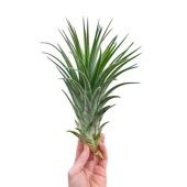 Тилландсия Ionantha Extreme d20 см h30 см Тилландсия Ionantha Extreme d20 см h30 см