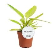 Филодендрон Painted Lady d12 см h30 см