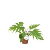 Филодендрон Mayoi d15 см h35 см Филодендрон Mayoi d15 см h35 см