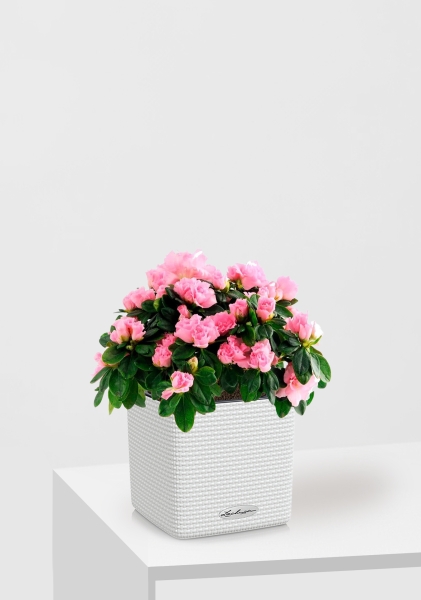 Азалия Фландрес розовая 14/30 см в CUBE COLOR 16 Азалия Фландрес розовая 14/30 см в CUBE COLOR 16