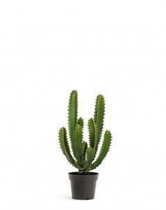 Кактус Цереус Стайл