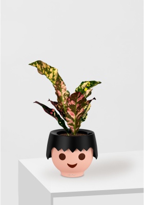 Кодиеум 8/20 см в OJO Кодиеум 8/20 см в OJO