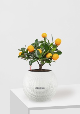 Цитрус Каламондин 12/30 см в PURO 20, белый Цитрус Каламондин 12/30 см в PURO 20, белый