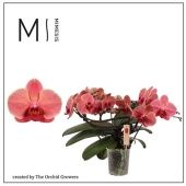 Фаленопсис 2 ствола Muse Orange 25+ (orchid Growers) d12 см h35 см Фаленопсис 2 ствола Muse Orange 25+ (orchid Growers) d12 см h35 см