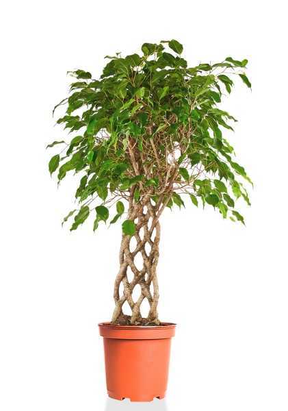 Фикус Бенджамина Экзотика решетка d30 см h140 см Фикус Бенджамина Экзотика решетка d30 см h140 см